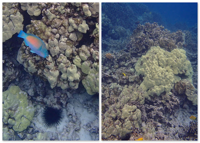  Snorkeling at Big Island