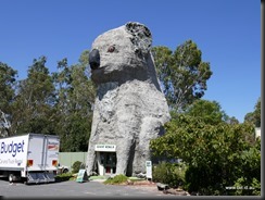 Giant Koala Dadswells Bridge