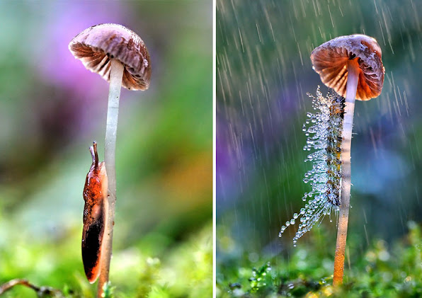 Mushroom Umbrella