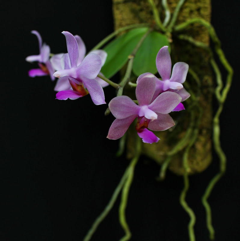 Phalaenopsis taenialis x parishii IMG_1010