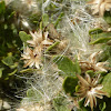 Coyote Bush