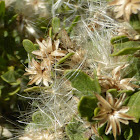 Coyote Bush