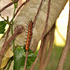 Gulf Fritillary Caterpillar