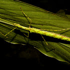 Stick Insect, Phasmid - Female