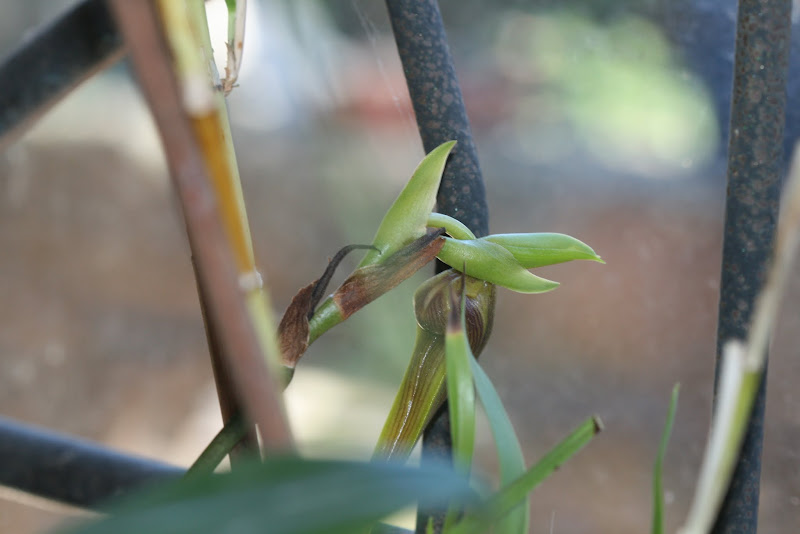 Bulbophyllum Wilbur Chang (B. echinolabium x B. carunculatum) IMG_2528