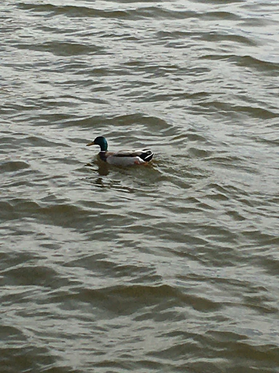 Mallard