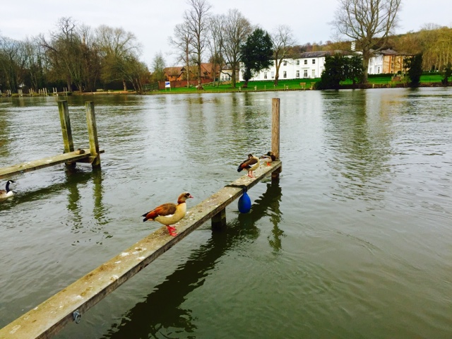 River Thames - ducks on Henley on Thames