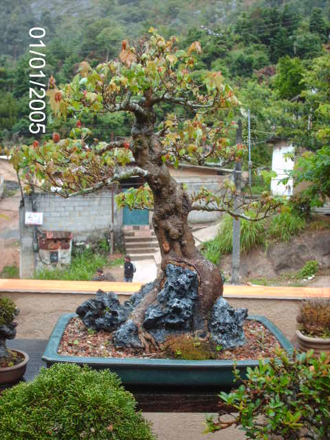 Visita a nova residência do Alexandre Chow... PICT2112