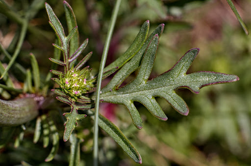 Centranthus calcitrapae