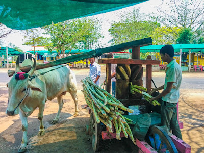 Rasavanthi-Cane juice