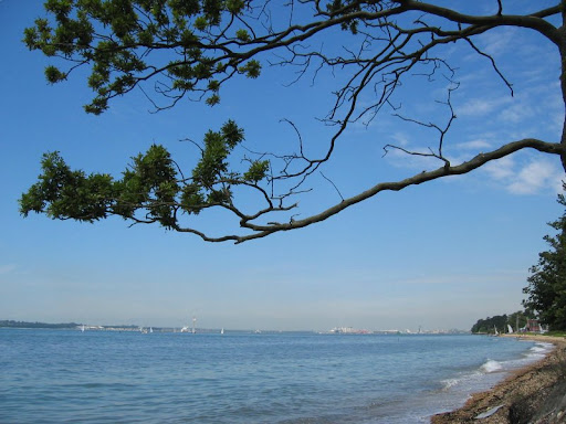 branches and water 