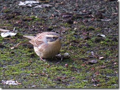 Siberian Accentor