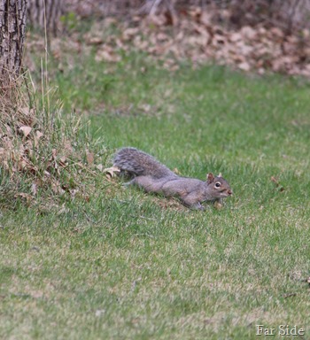 flat squirrel