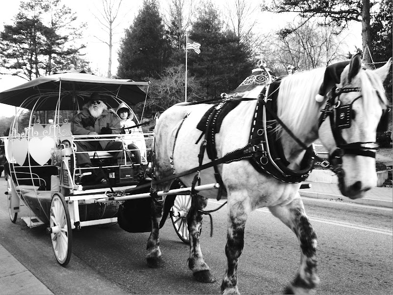 Carriage free picture.  This horse is huge!