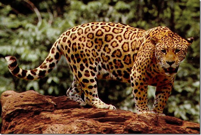 Standing_jaguar