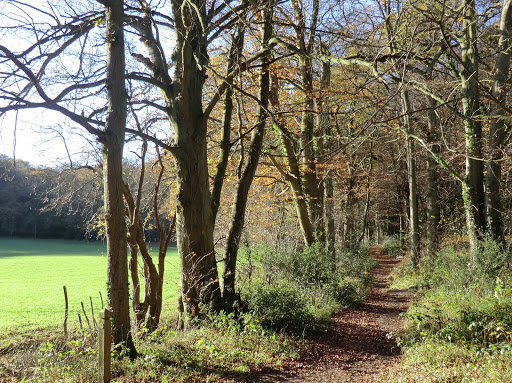 CIMG0608 Woodland path and assart, Staffhurst Wood