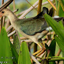 Purple Gallinule (immature)