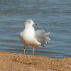 Ring-billed Gull