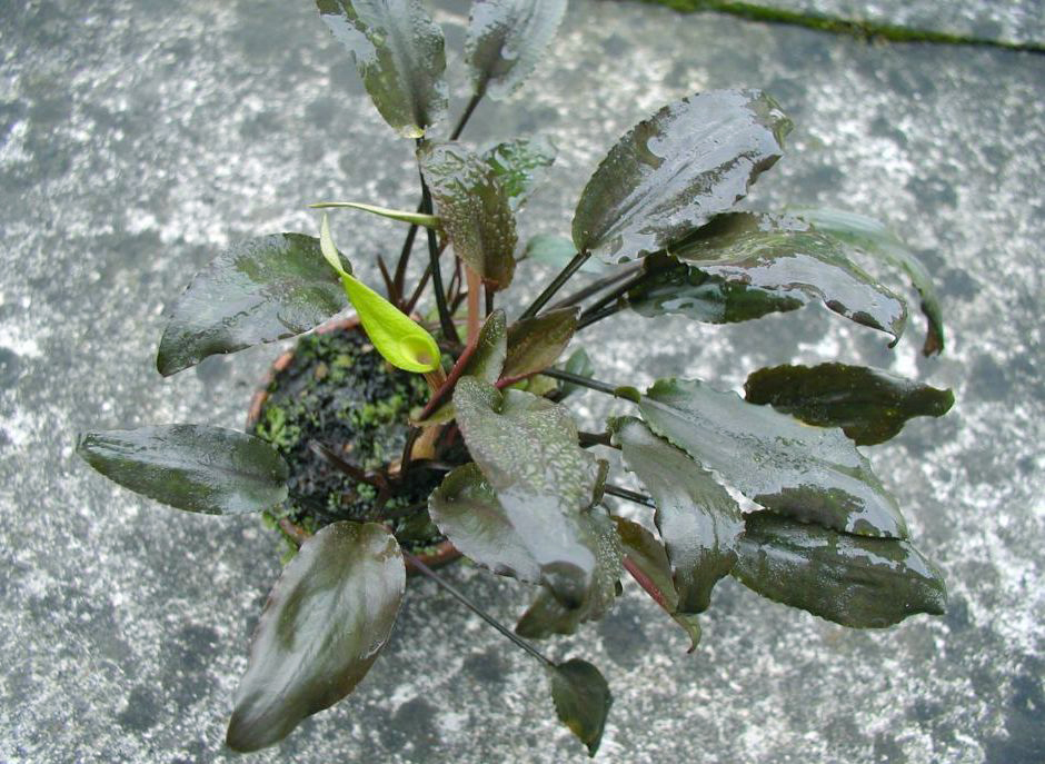 Криптокорина Валкера (Cryptocoryne walkeri)