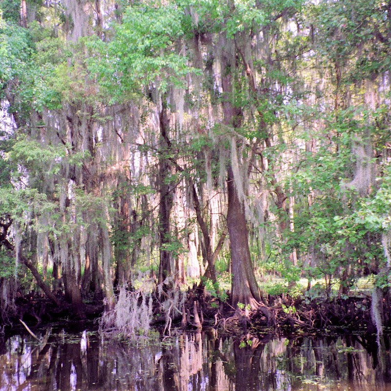 Louisiana Swamp New_Orleans_18 Swamp.jpg