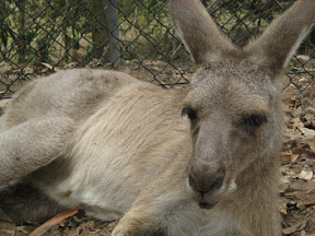 Looking at a kangaroo