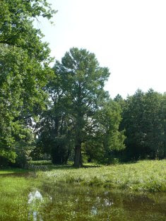 Cypryśnik błotny Taxodium dystichum