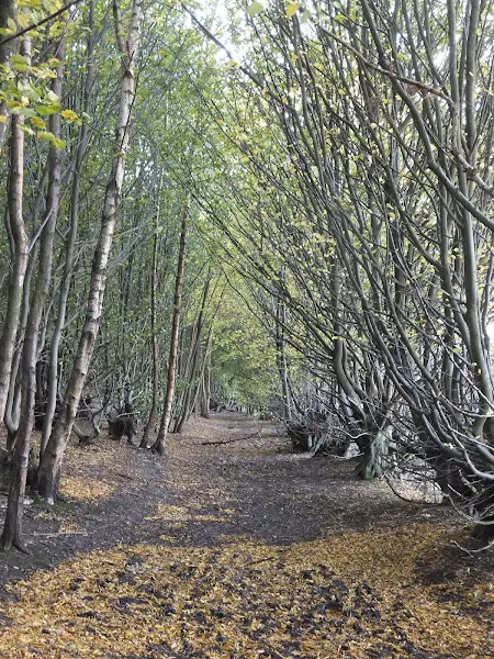 path through Mardley Heath woods