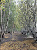 path through Mardley Heath woods