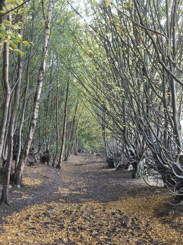 path through Mardley Heath woods