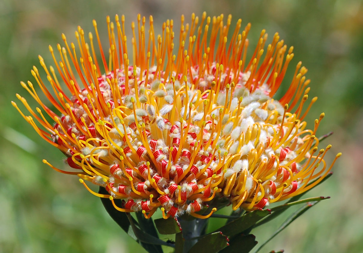 A Passion for Flowers: Leucospermum - Pincushions