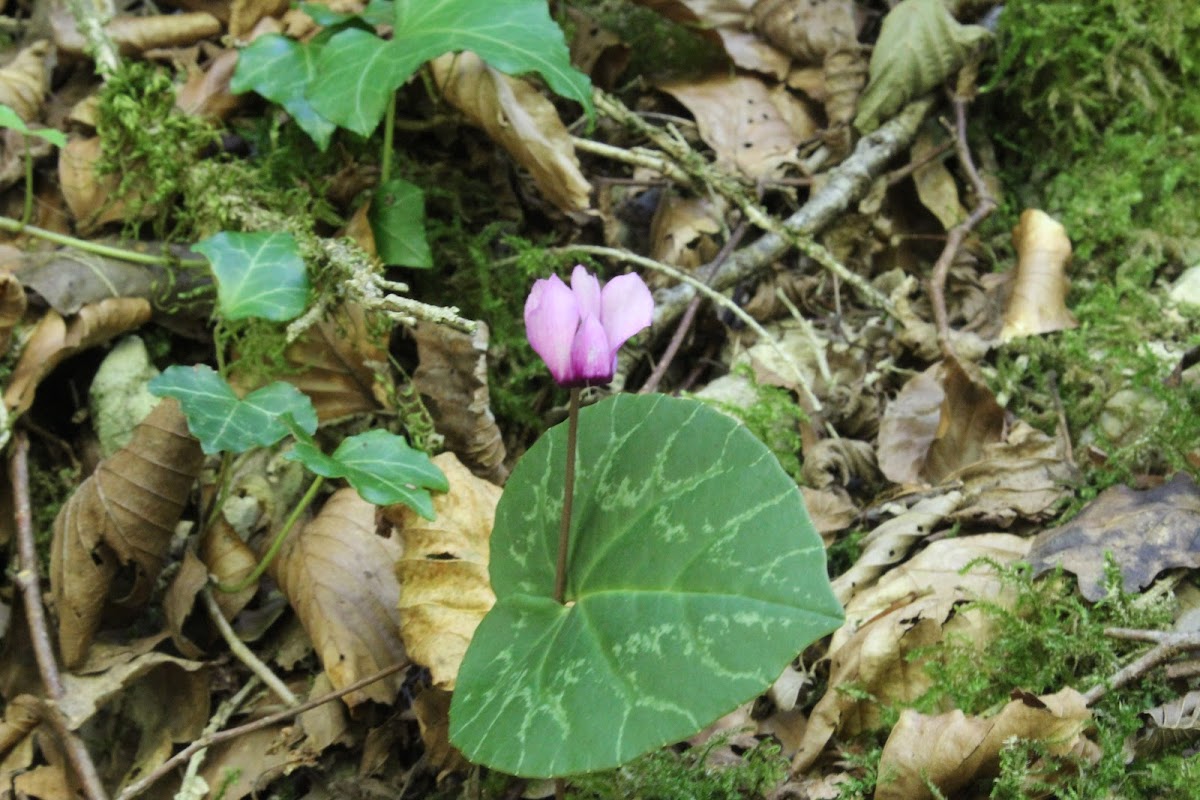 Dans le Jura, la boucle de Cuttura IMG_5248