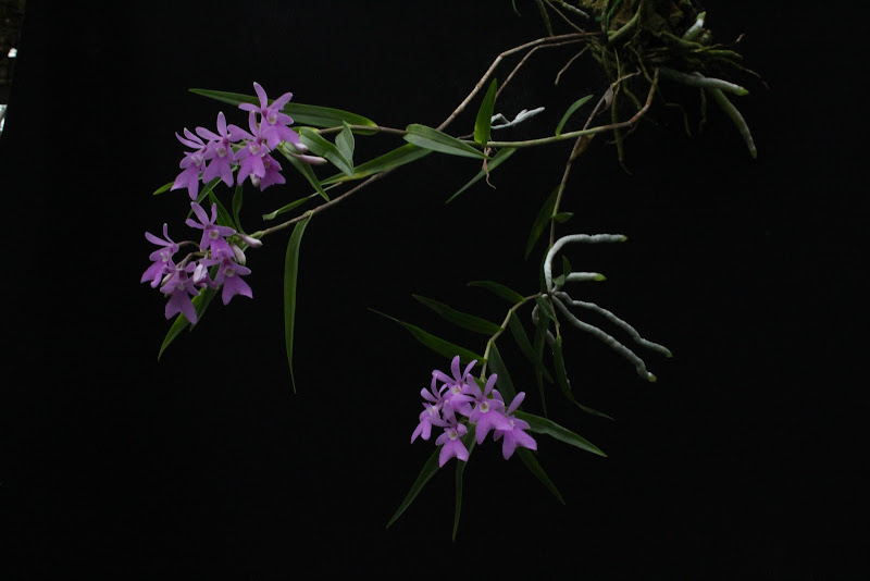 Epidendrum centropetalum IMG_5536