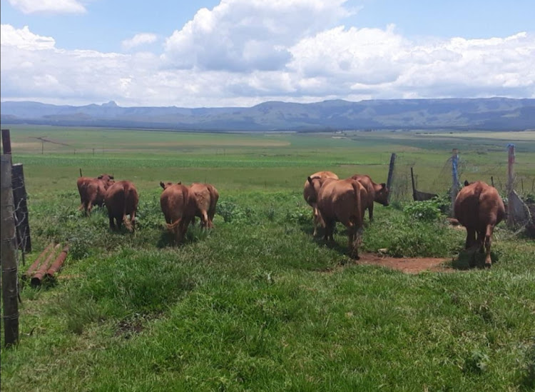 Fifteen Bonsmara cattle were stolen and found hidden on a farm near Newcastle.