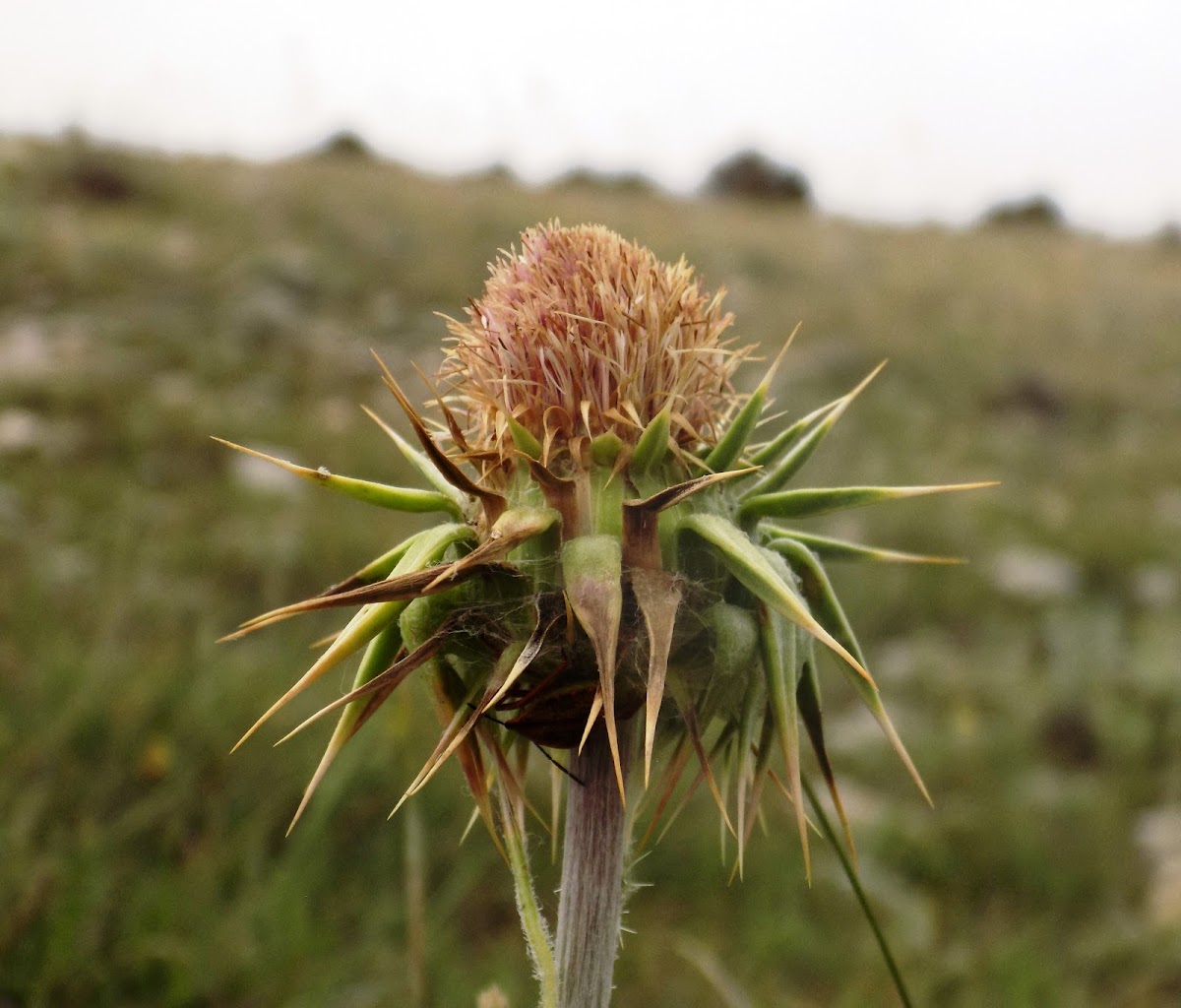 Blessed milkthistle