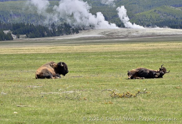 Yellowstone Bison