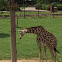 Reticulated Giraffe