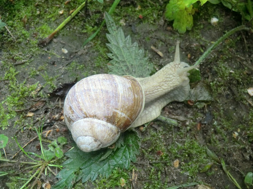 CIMG4493 Roman snail on the North Downs Way