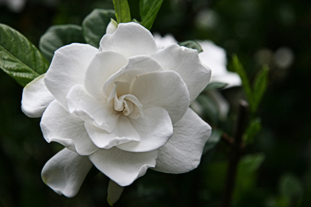 파일:external/www.photoshopelementsuser.com/1571%20Gardenia.jpg