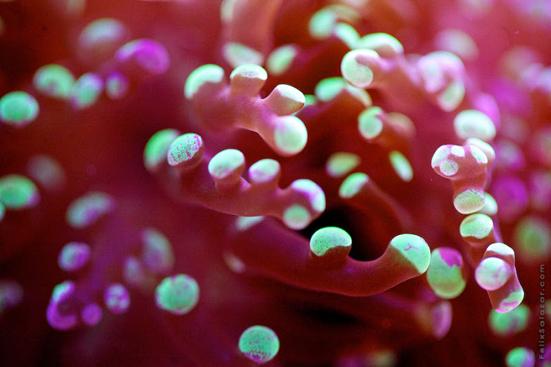 Macro Shots of Underwater Corals by Felix Salazar