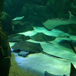 night at the aquarium in toronto in Toronto, Canada 