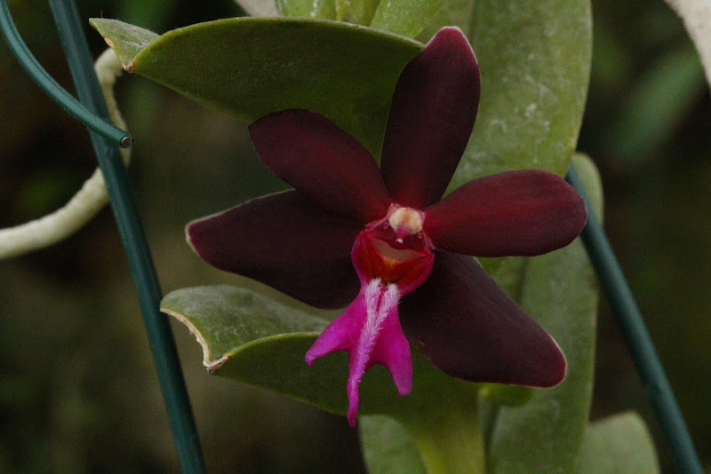 Trichoglottis atropurpurea (brachiata) - Page 2 IMG_5354