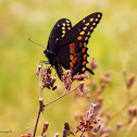 Black Swallowtail