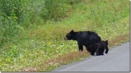 Three bears along Cassiar Highway, mama and two cubs