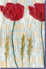 Poppies printed and glued detail