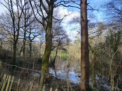 CIMG5438 Pond at Broomland Wood