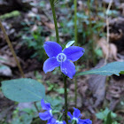 American Bellflower