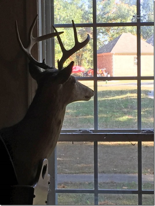 deer window