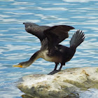 Double Crested Cormerant