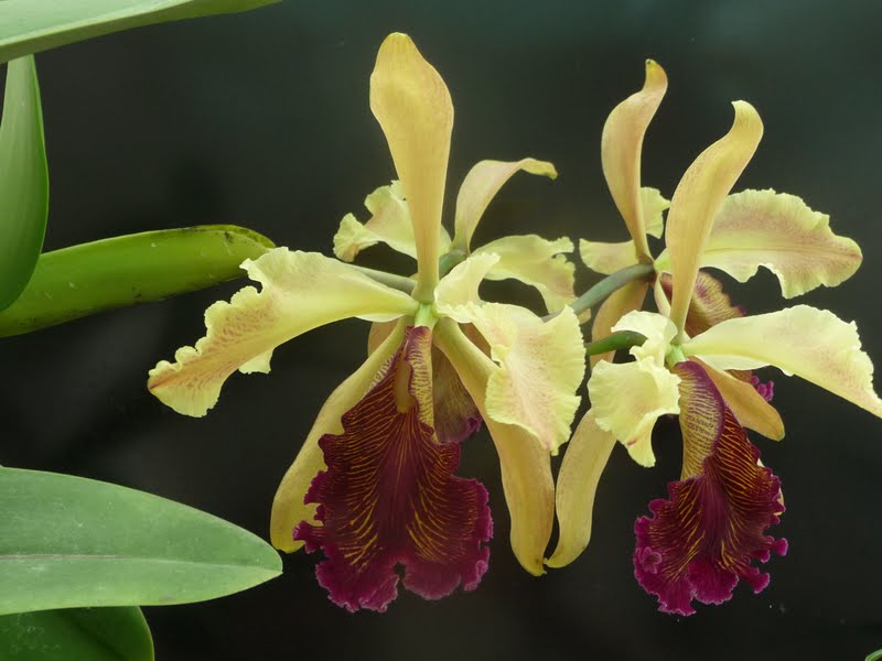 Cattleya dowiana P1160932