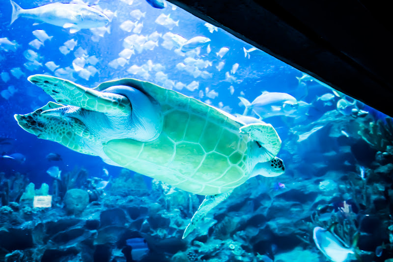 KLCC水族館 海底トンネル カメ4